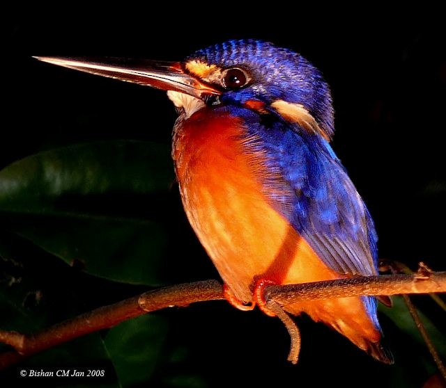 Blue-eared Kingfisher - ML724462