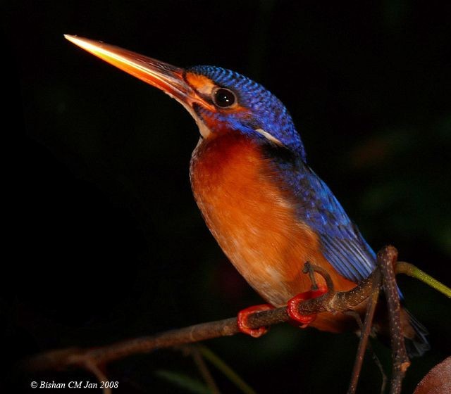 Blue-eared Kingfisher - ML724463