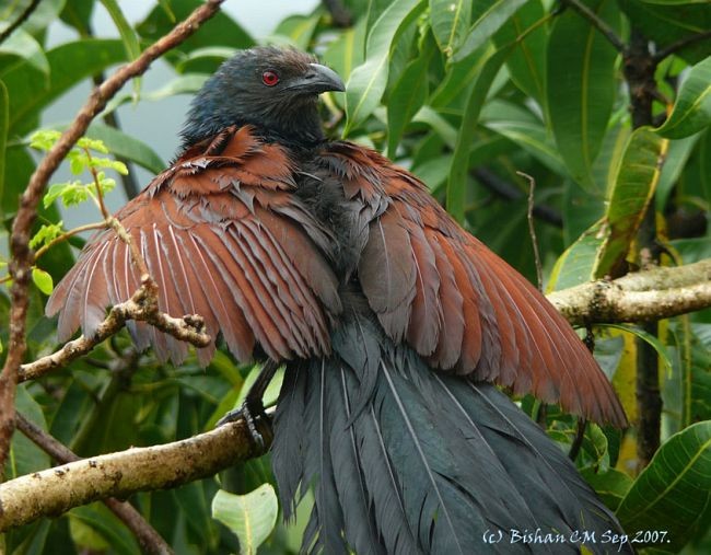 Greater Coucal (Southern) - ML724468