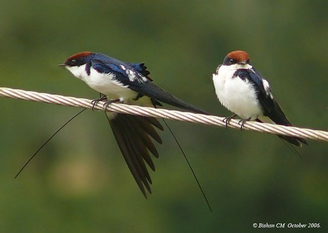 Wire-tailed Swallow - ML724475
