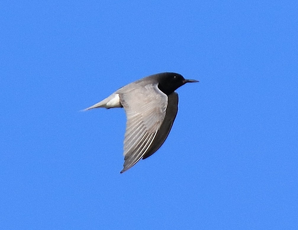 Black Tern - William Baldridge