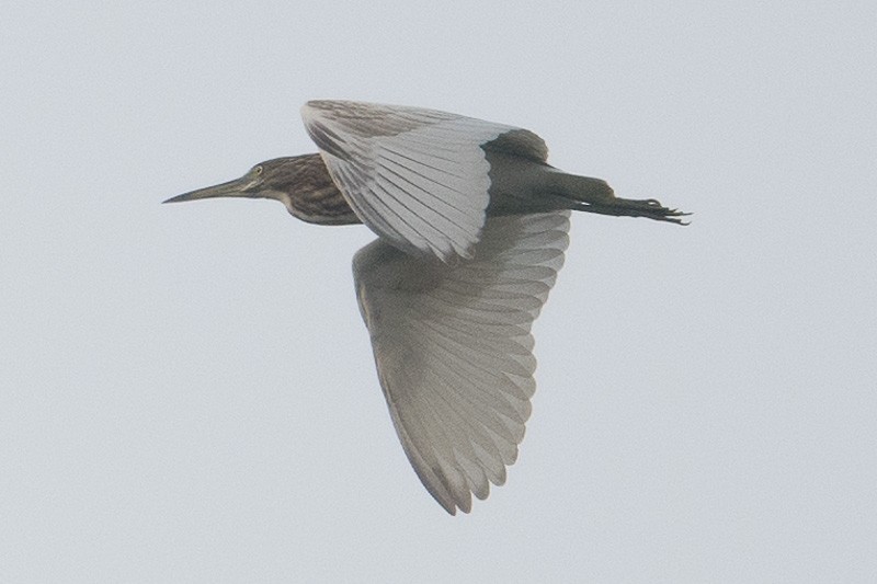 Chinese Pond-Heron - Francis Yap