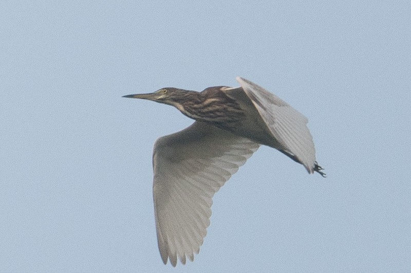 Chinese Pond-Heron - ML72448531