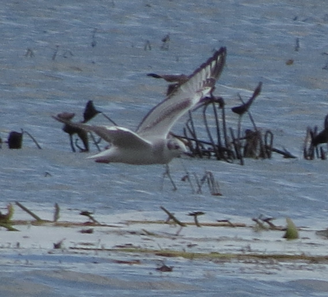 Mouette de Bonaparte - ML72449061