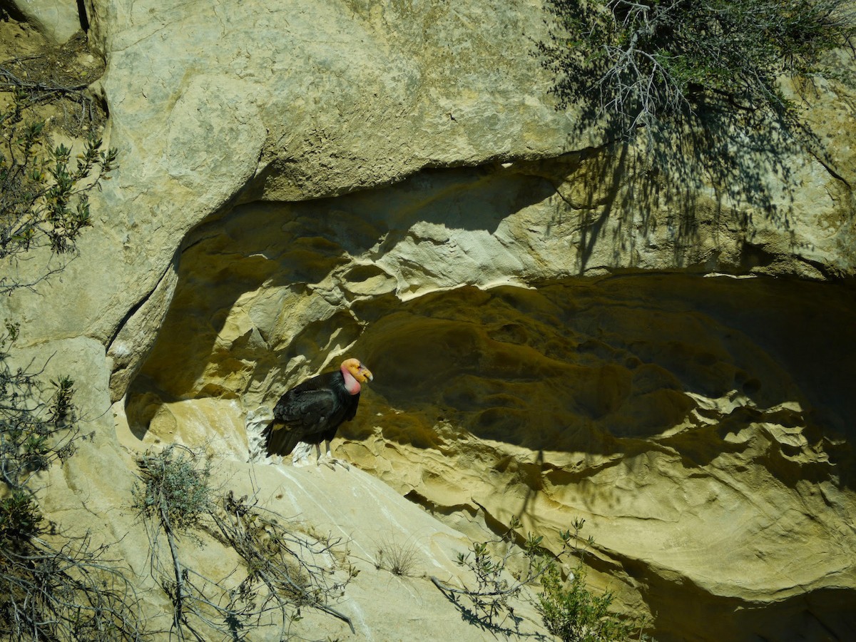 California Condor - ML72449581