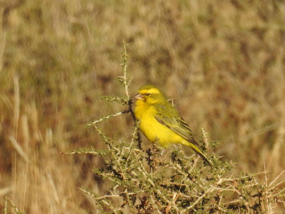 Serin de Sainte-Hélène - ML72450591