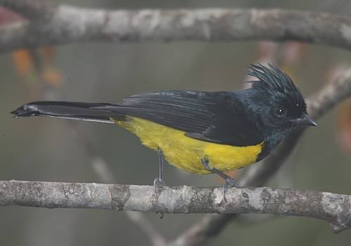 Sultan Tit (Black-crested) - ML724517