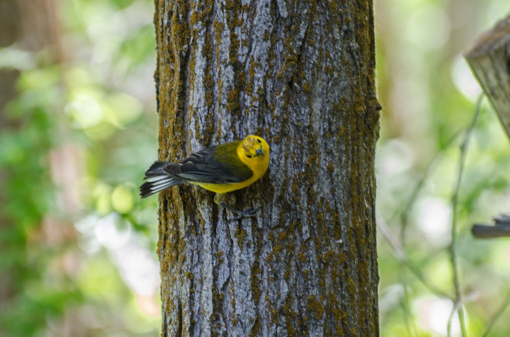 Prothonotary Warbler - ML72451721