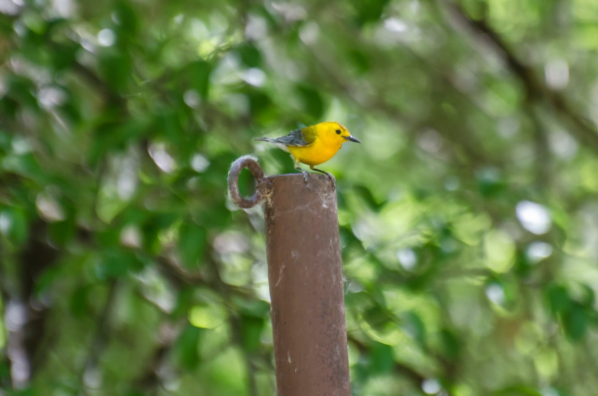 Prothonotary Warbler - ML72451731