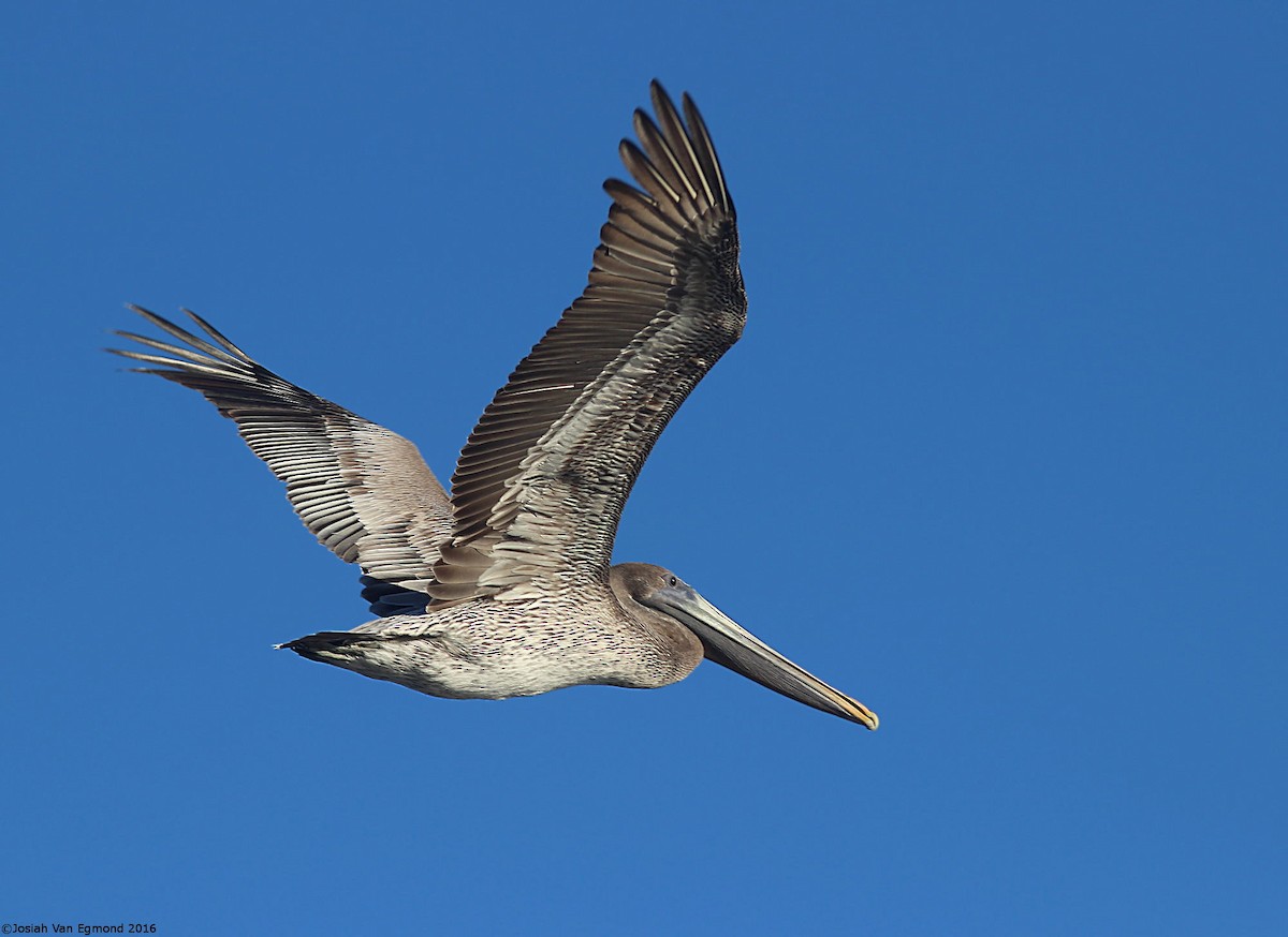 Brown Pelican - Josiah Van Egmond