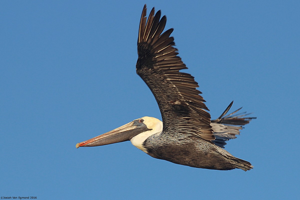 Brown Pelican - Josiah Van Egmond