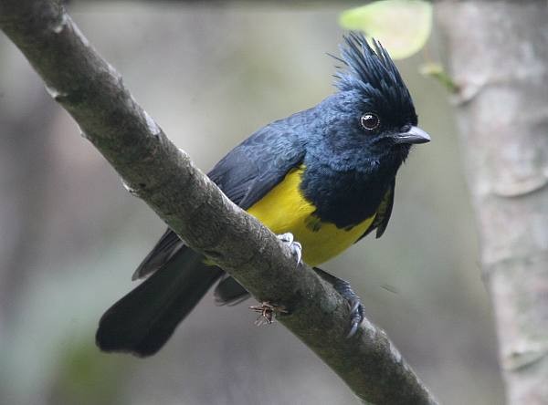 Sultan Tit (Black-crested) - ML724518