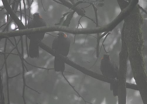 Rufous-cheeked Laughingthrush - ML724524