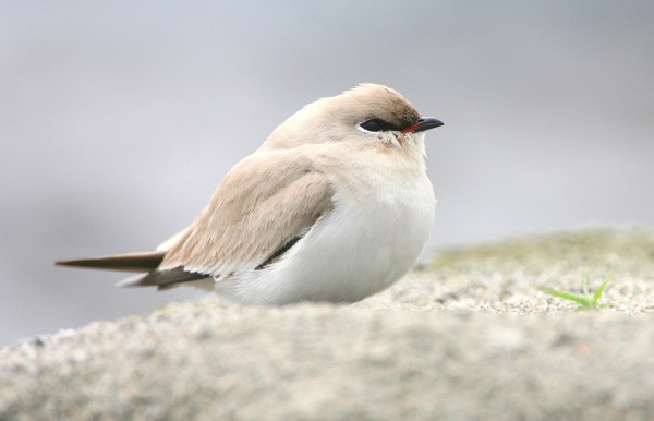 Small Pratincole - Janos  Olah