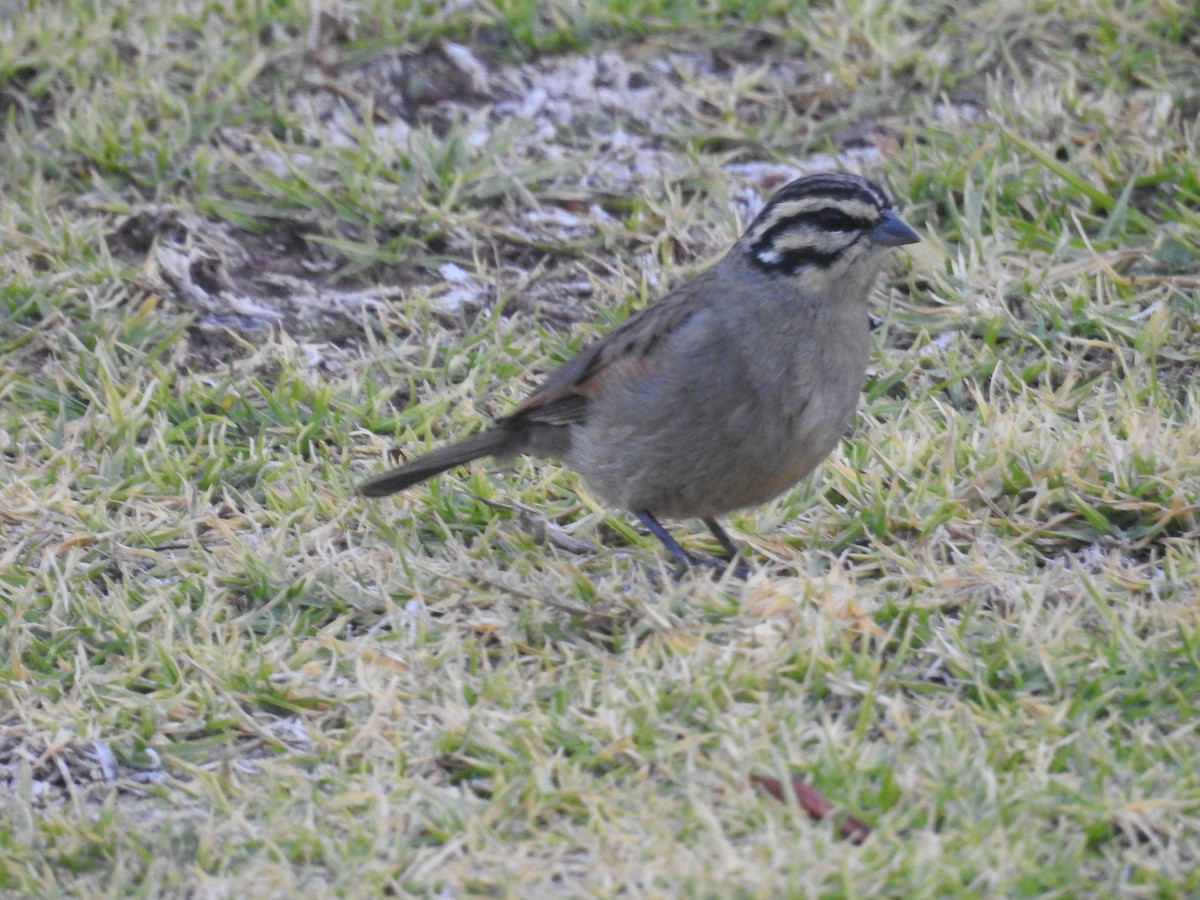 Cape Bunting - ML72453511