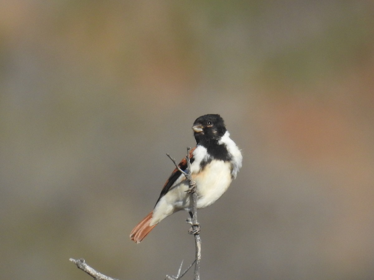 Black-headed Canary (Black-headed) - ML72454151