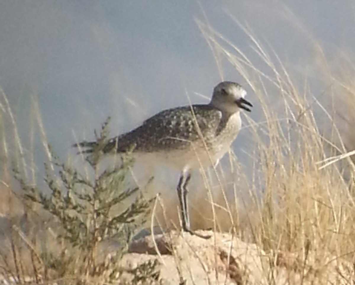 Black-bellied Plover - ML72454811