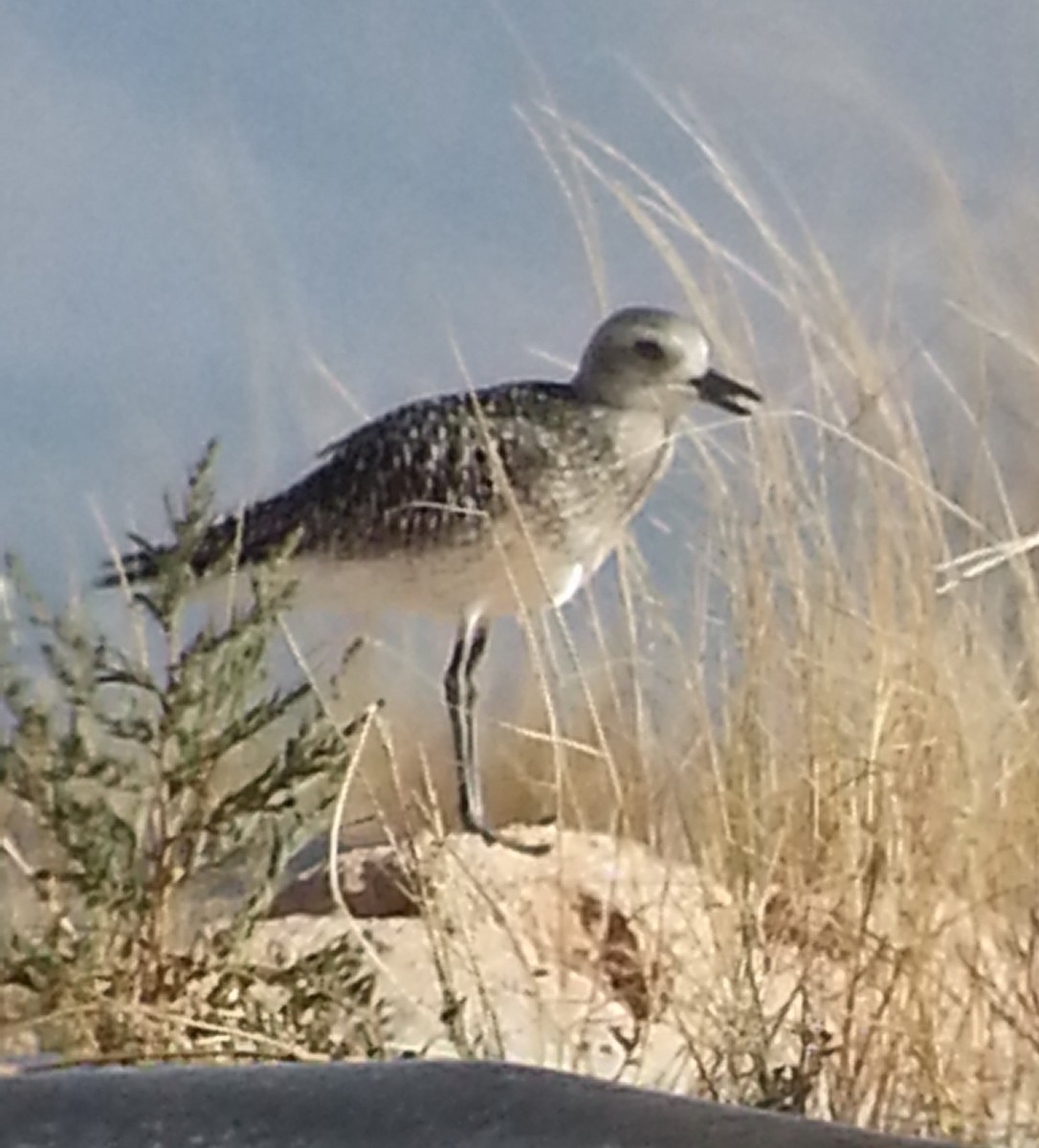 Black-bellied Plover - ML72454841