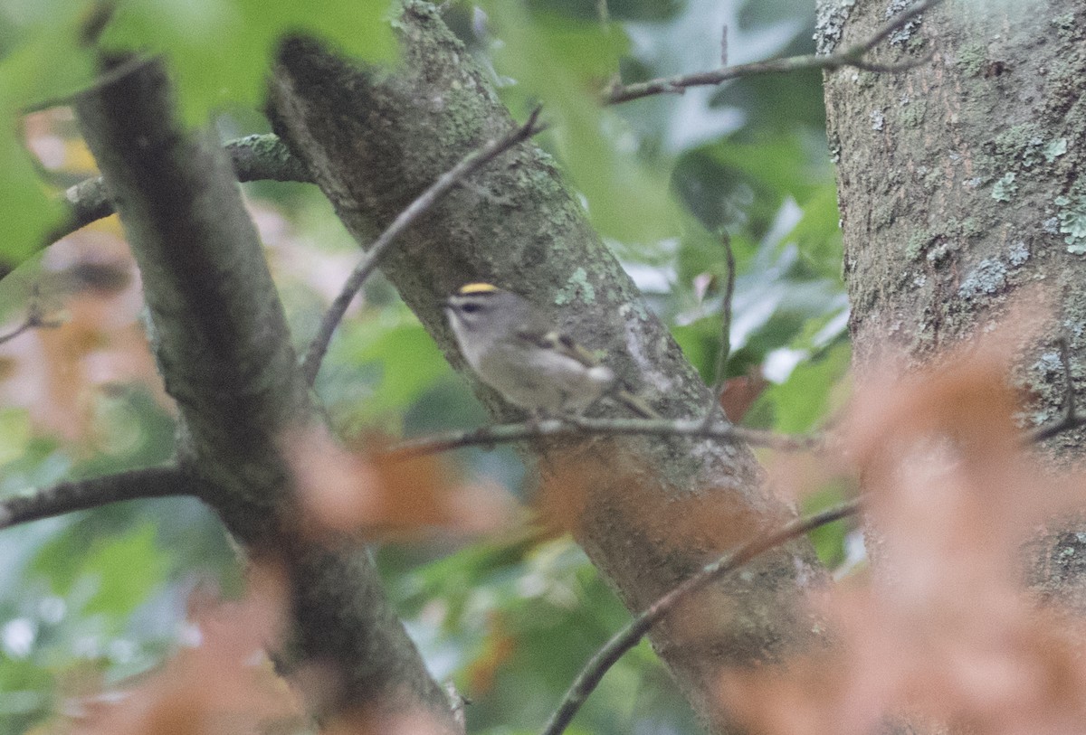 Golden-crowned Kinglet - ML72454891