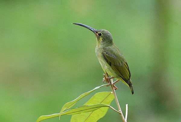 Yellow-eared Spiderhunter - Janos  Olah