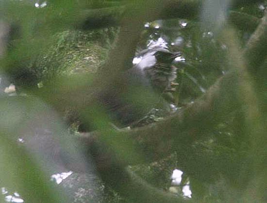 Gray Laughingthrush - ML724564