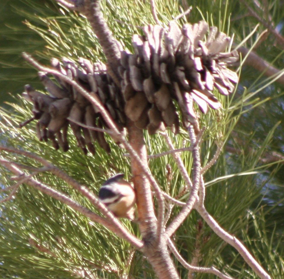 Red-breasted Nuthatch - ML72456901