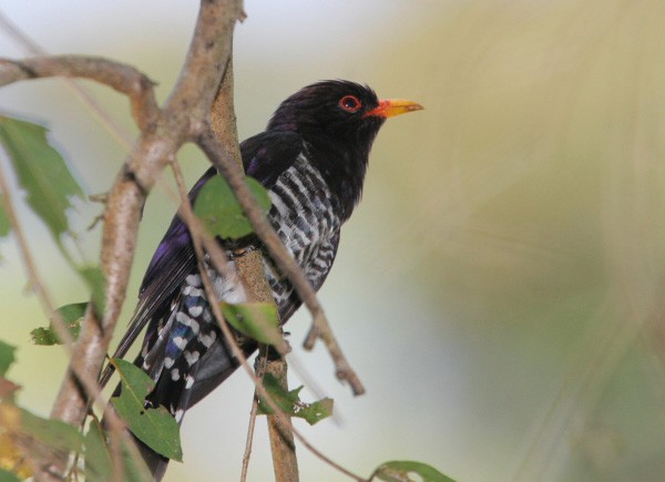 Violet Cuckoo - ML724576