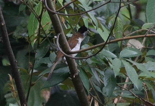 Paradoxornis à calotte noire - ML724577