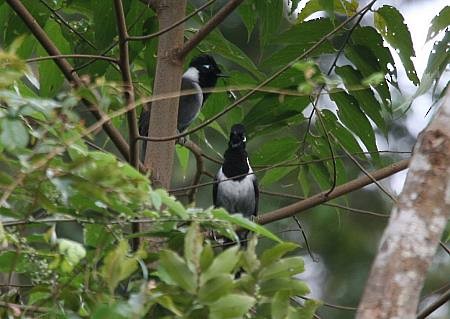 Black-hooded Laughingthrush - ML724578