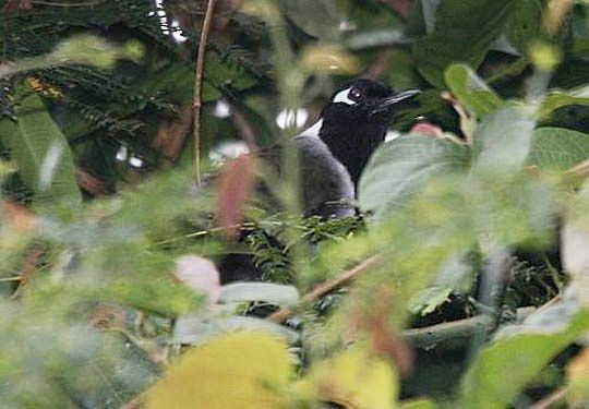 Black-hooded Laughingthrush - ML724579