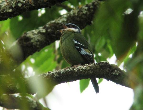 Cochoa Verde - ML724580