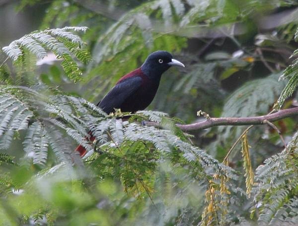 Maroon Oriole - ML724581