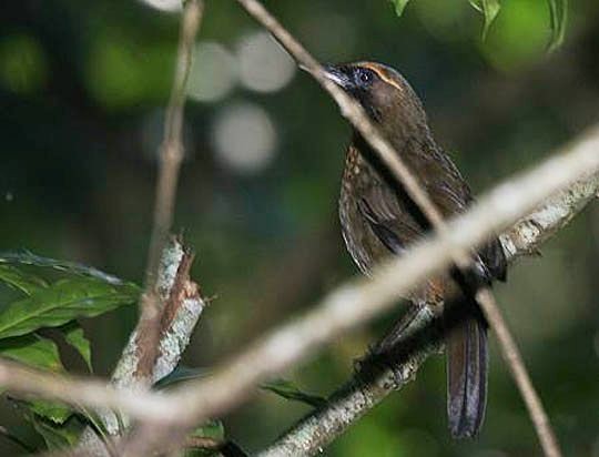 Orange-breasted Laughingthrush - ML724582