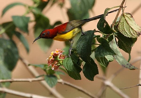 Mrs. Gould's Sunbird (Purple-rumped) - ML724586