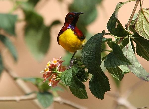 Mrs. Gould's Sunbird (Purple-rumped) - Janos  Olah