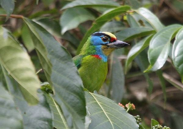 Indochinese Barbet - ML724588