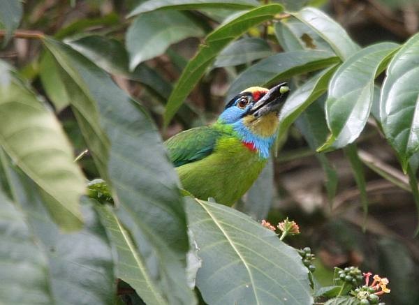 Indochinese Barbet - Janos  Olah