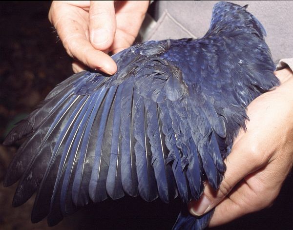 Blue Whistling-Thrush - ML724594