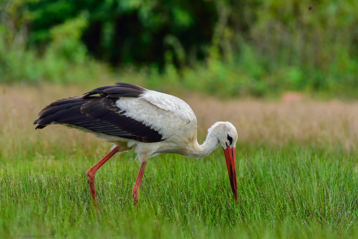 White Stork - ML72459821