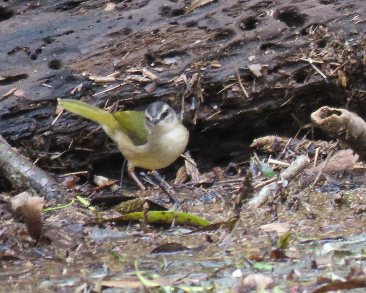 Riverbank Warbler - Jim Moore