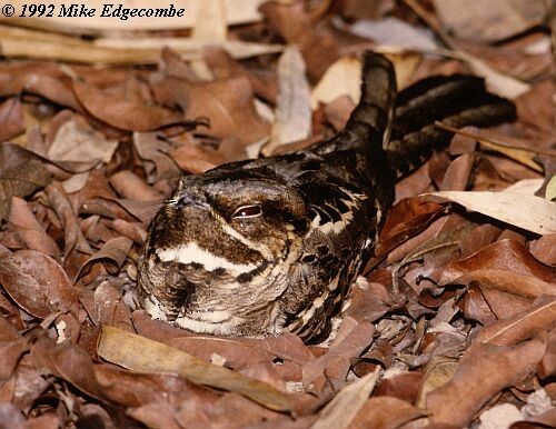 Large-tailed Nightjar - ML724606