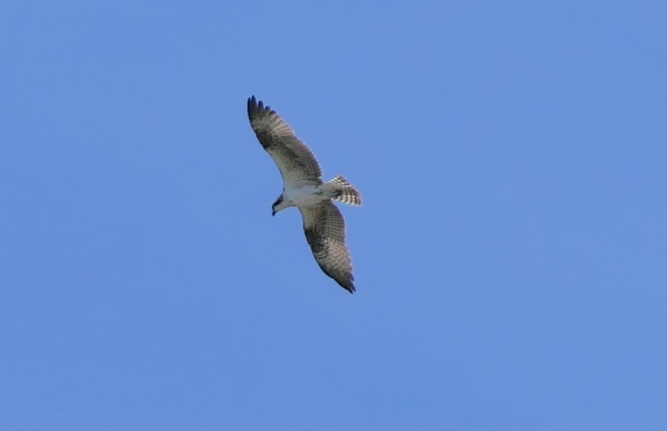 Águila Pescadora - ML72461131