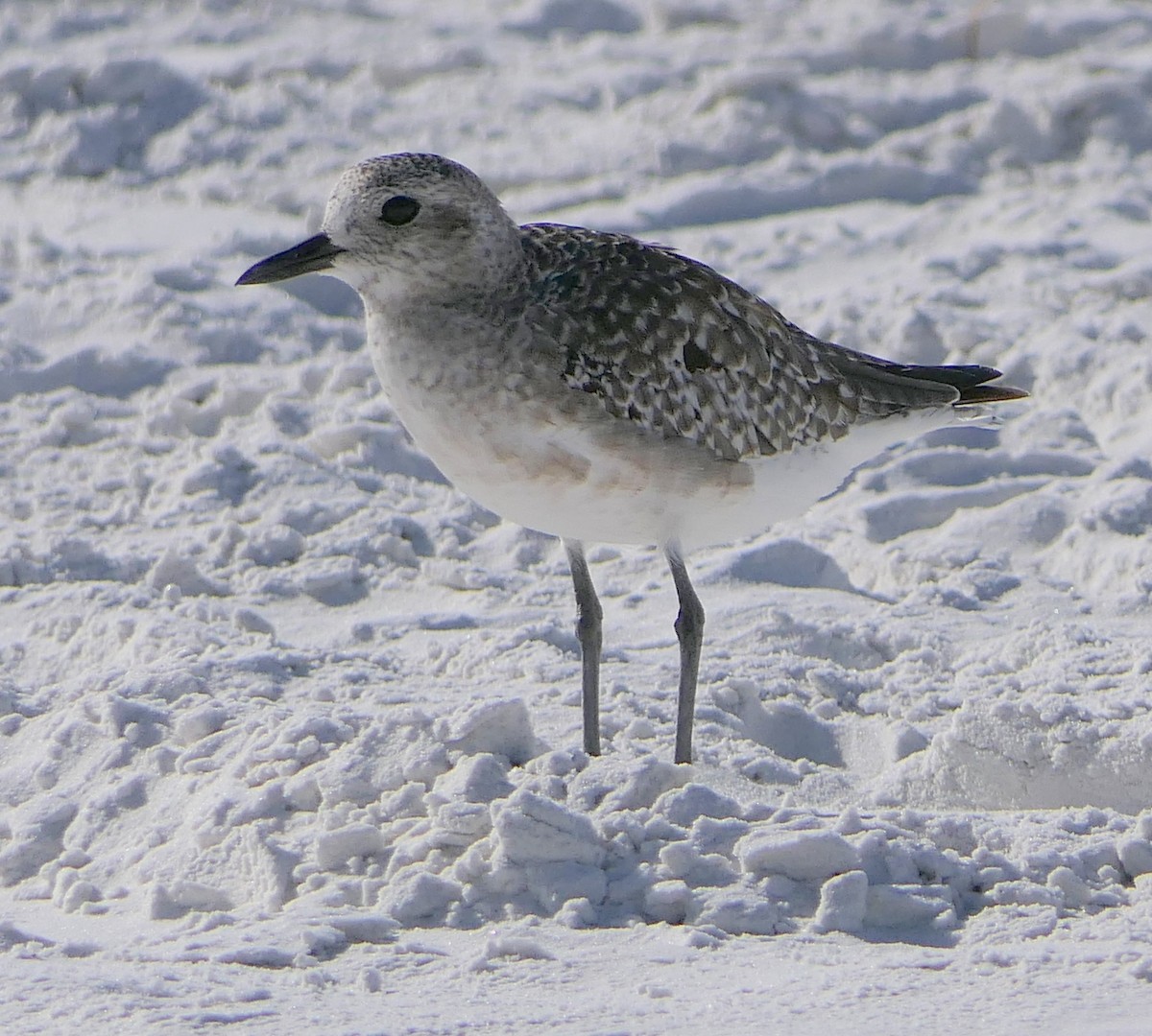 Black-bellied Plover - Claire Herzog