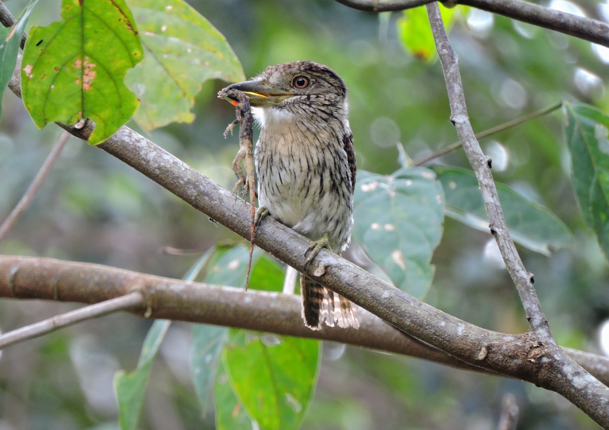 Western Striolated-Puffbird - ML72461691