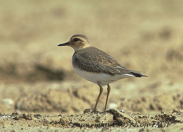 Oriental Plover - Koji  Tagi