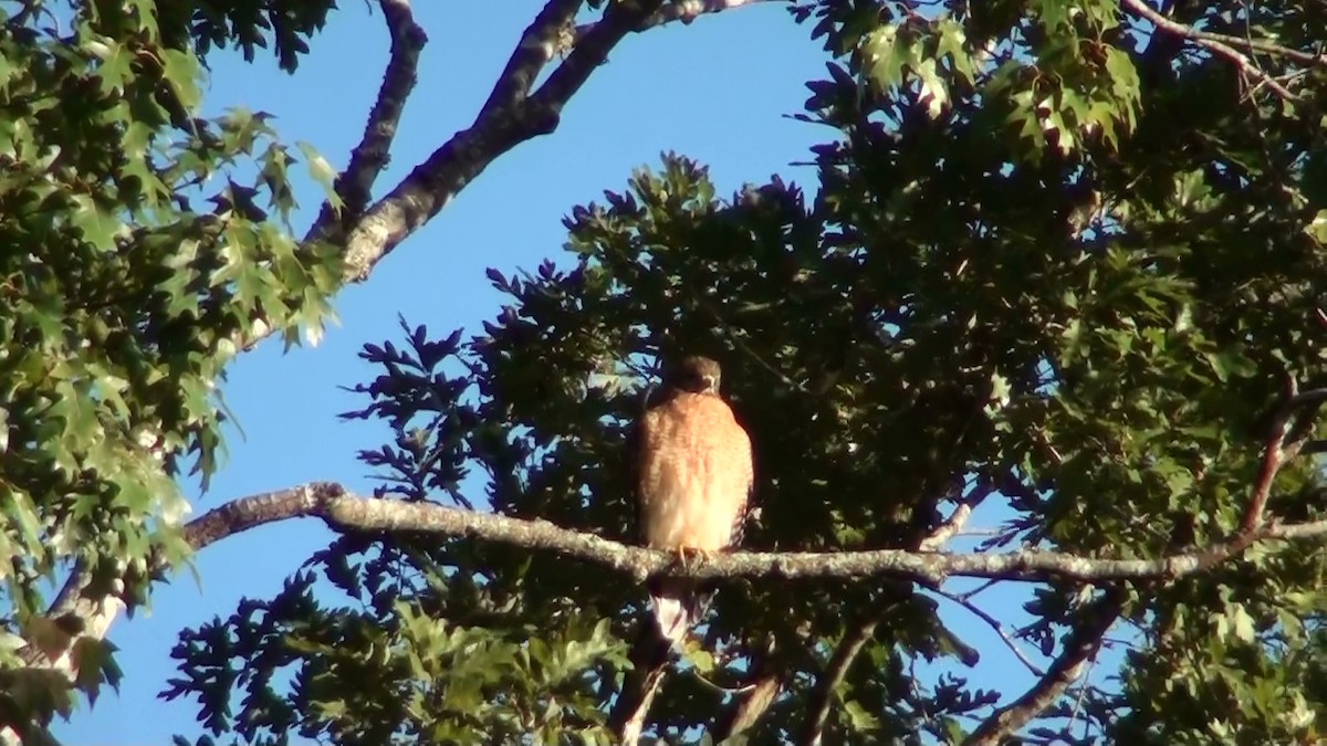 Red-shouldered Hawk - ML72461871