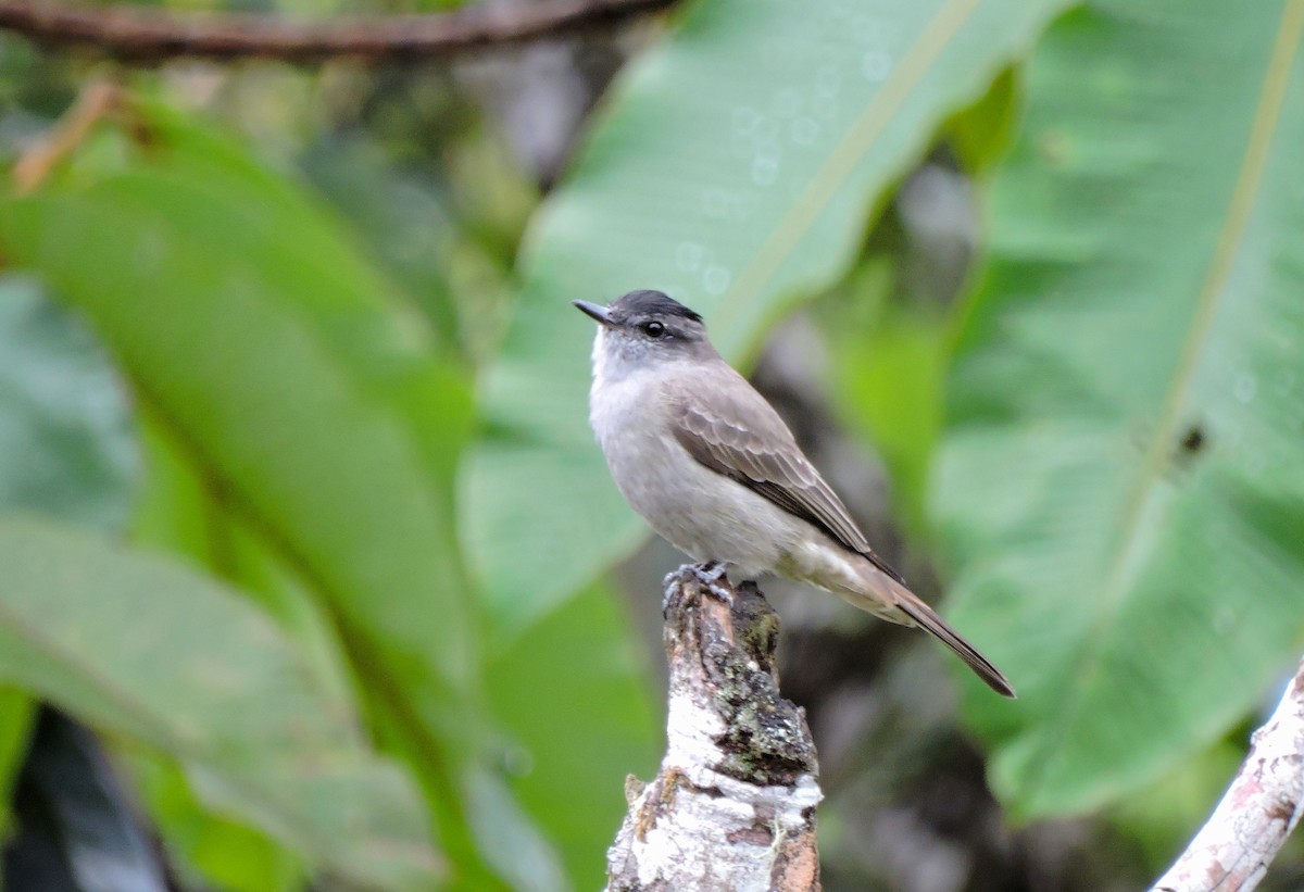 Crowned Slaty Flycatcher - ML72461981