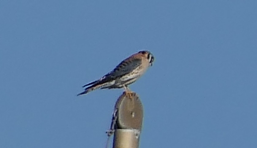 American Kestrel - Claire Herzog