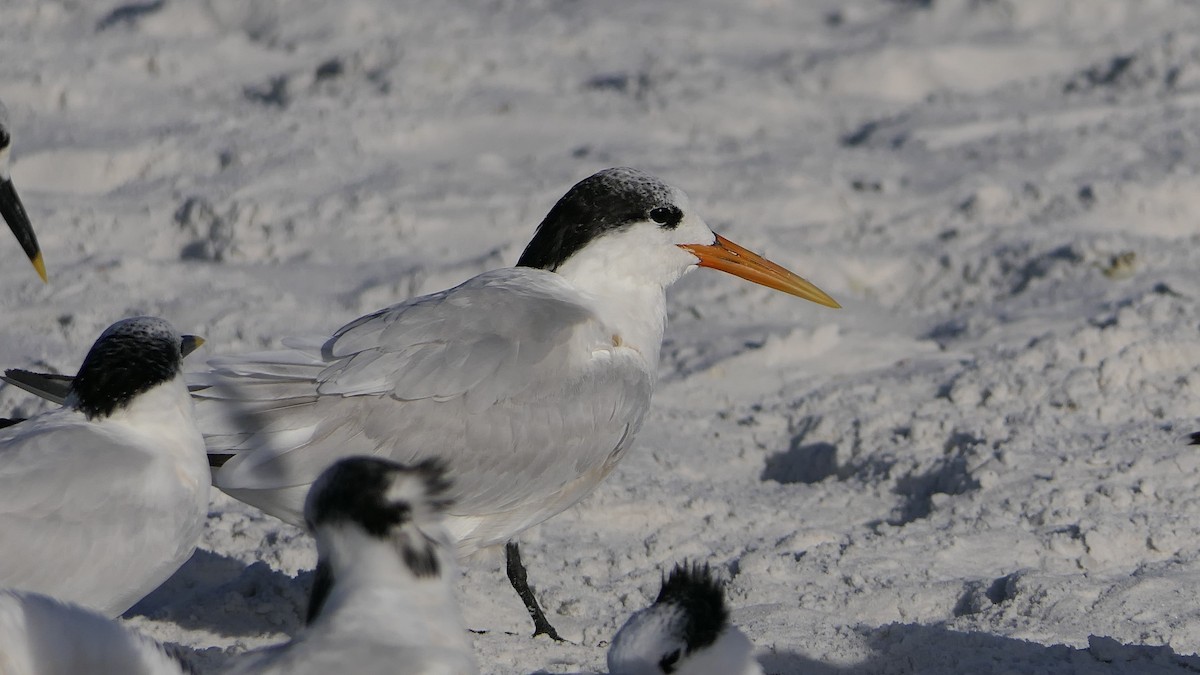 Elegant Tern - Claire Herzog