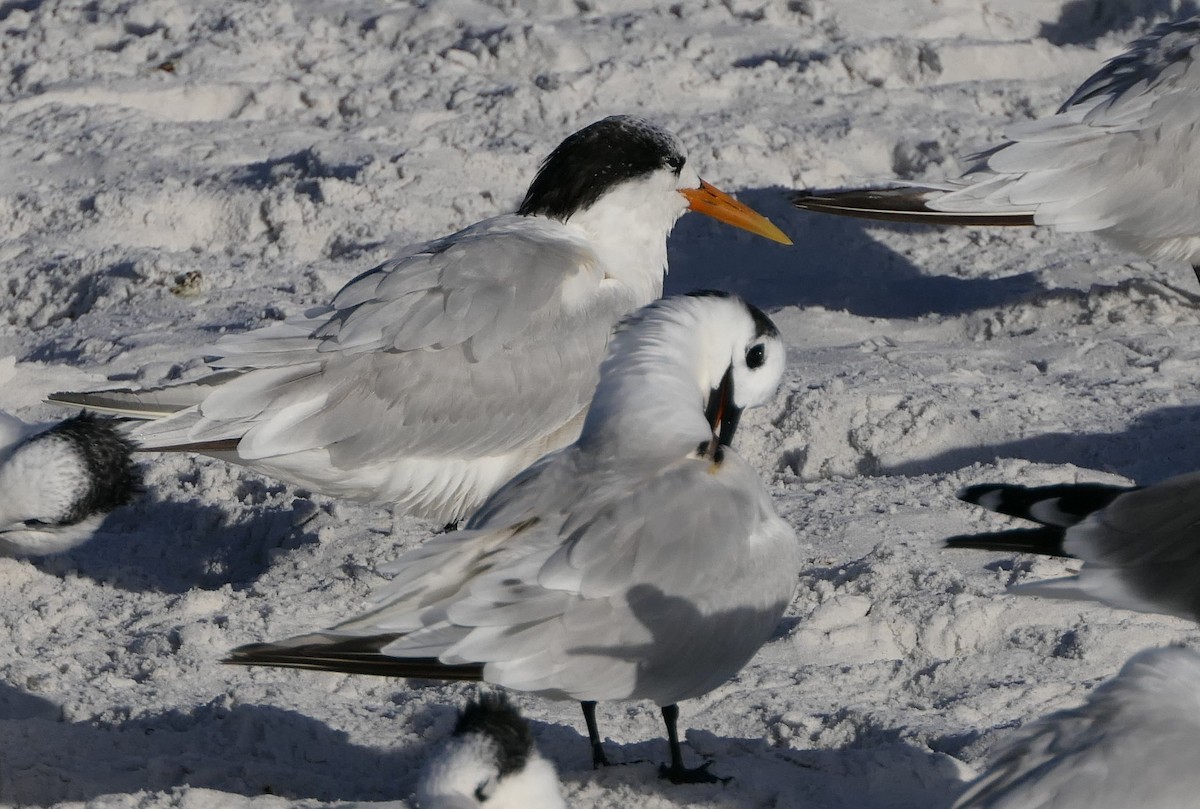 Elegant Tern - Claire Herzog